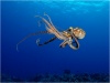 Фотография подводного мира