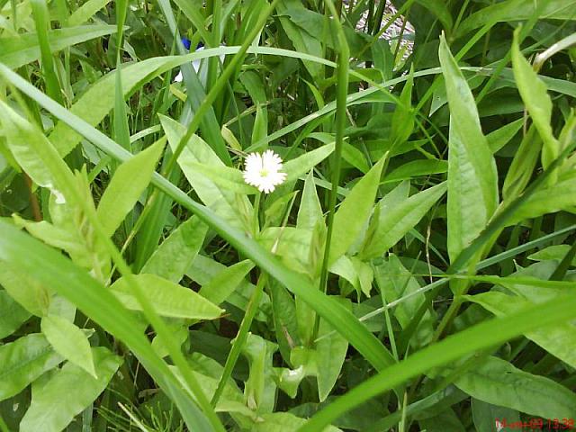 Fimbripetalum radians (L.) Ikonn. (семейство Caryophyllaceae) Бахромчатолепестник лучистый