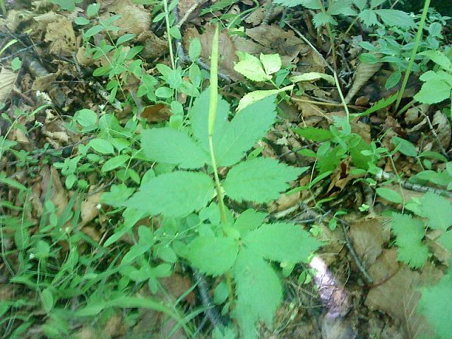 Hylomecon vernalis Лесной мак весенний