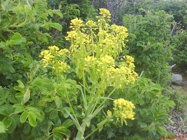 Isatis tinctoria L. (семейство Brassicaceae) Вайда красильная