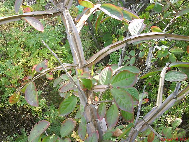 Euonymus sacrosancta Koidz. (семейство Celastraceae) Бересклет священный