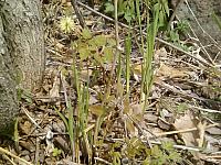 Carex capituliformis Осока головковидная