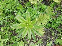 Aizopsis × pilosa Живучник волосистый