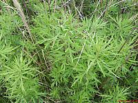 Artemisia selengensis Полынь селенгинская 8 июня 2009