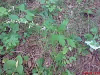 Artemisia stolonifera Полынь побегоносная
