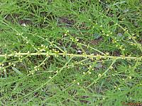 Asparagus schoberioides Спаржа шобериевидная 14 июня 2009