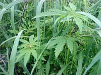 Cannabis sativa var. spontanea Конопля сорная