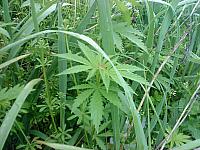 Cannabis sativa var. spontanea Конопля сорная