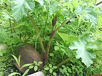 Heracleum dissectum Ledeb. (семейство Apiaceae) Борщевик рассечённый Борщевик Меллендорфа
