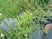 Ranunculus chinensis Лютик китайский