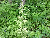 Veratrum dahuricum (Turcz.) O. Loes. (семейство Melanthiaceae) Чемерица даурская