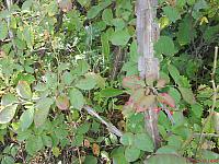 Euonymus sacrosancta Koidz. (семейство Celastraceae) Бересклет священный