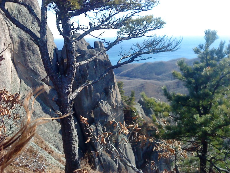 Pinus koraiensis   ( ) .