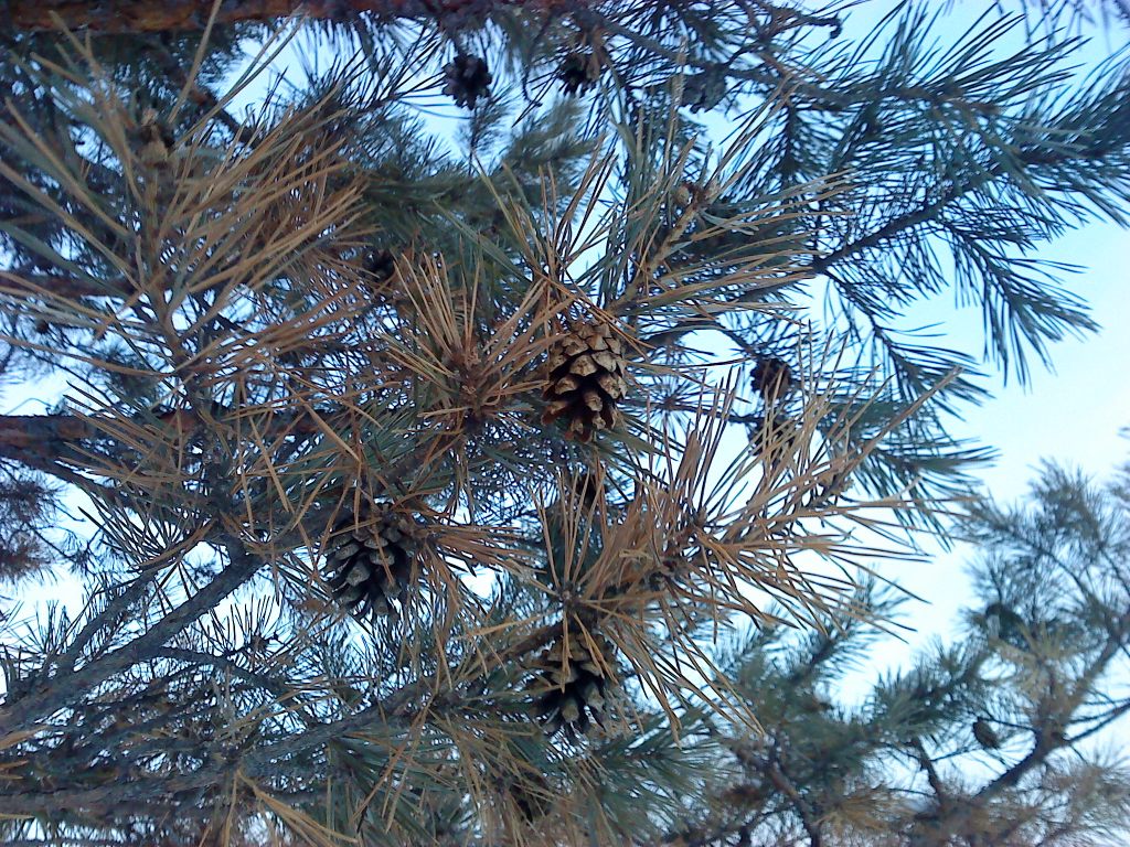   (Pinus densiflora)   .                30  2011  - 2  2012 .        .