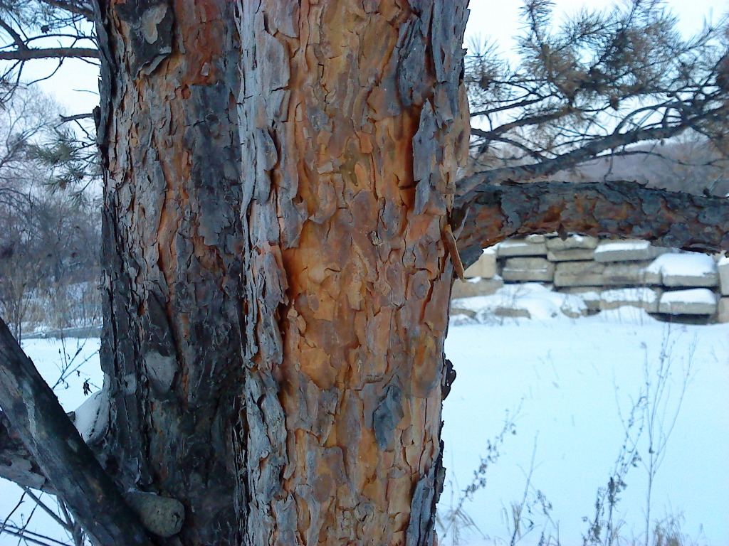   (Pinus densiflora)   .                30  2011  - 2  2012 .        .